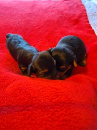 two dachshund puppies laying on a red blanket