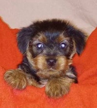 a small black and tan puppy laying on an orange blanket