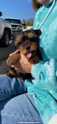 a woman is holding a small dog in her lap