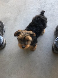 a small black and tan puppy standing next to a pair of shoes