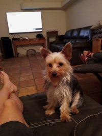 a yorkshire terrier sitting on a couch