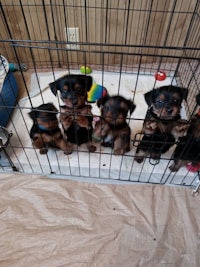 a group of black and brown puppies in a cage