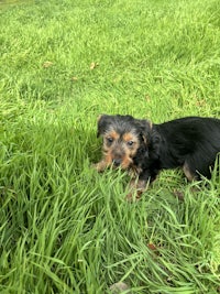 a small black and tan dog laying in the grass