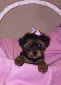 a small black and brown puppy sitting in a pink basket