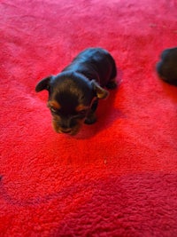 two black and tan puppies on a red rug