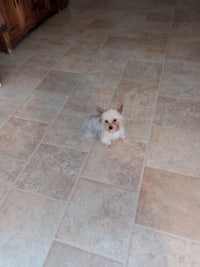 a small dog sitting on a tile floor in a kitchen